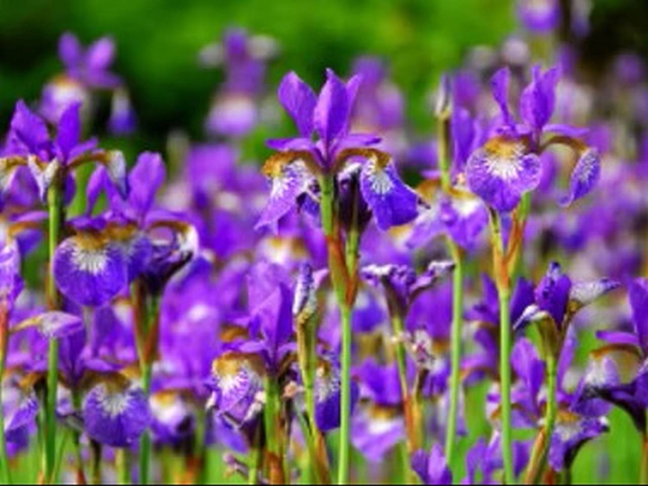 Ganze Ferienwohnung, Ferienwohnung Hopfenblüte - Ferienwohnung mit Panoramablick, Privatterrasse und W-Lan in Eriskirch, Region Bodensee-Oberschwaben