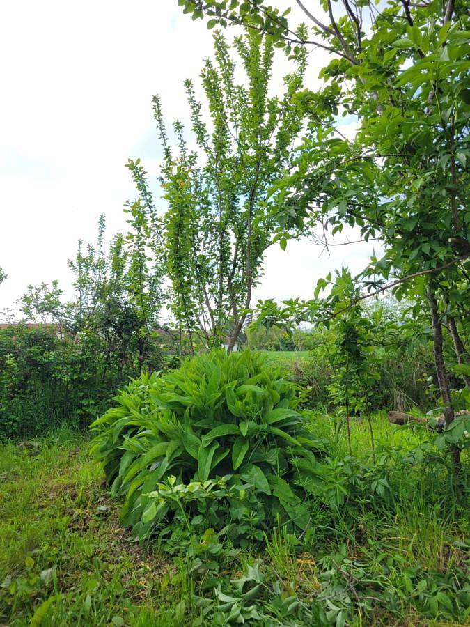 Gîte pour 2 personnes, avec jardin et terrasse, animaux acceptés à Besson - 3