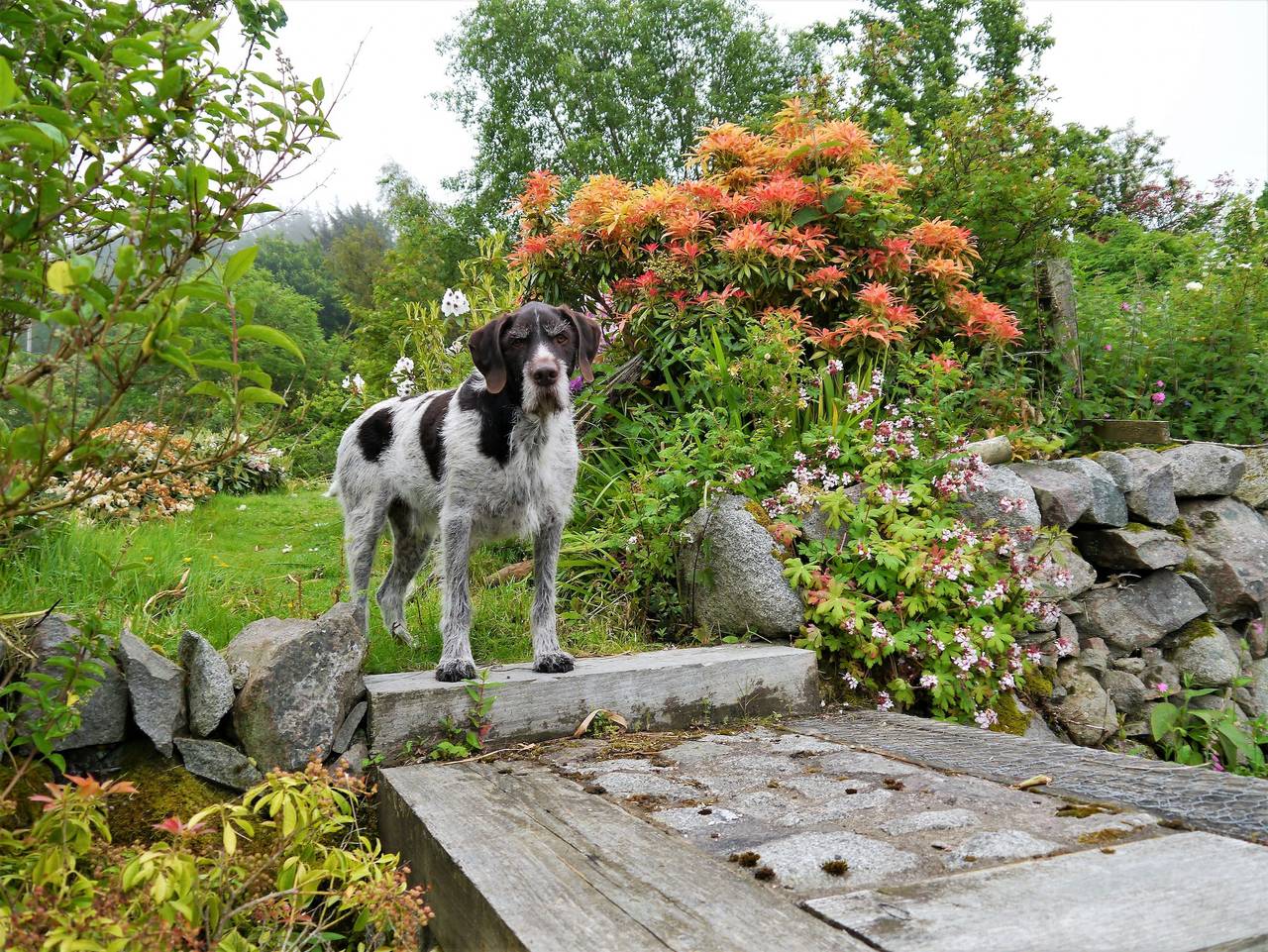 Phoenix Cottage in Kippford, Dumfries und Galloway
