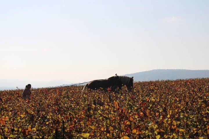 Location de vacances pour 12 personnes, avec terrasse à Demigny - 2