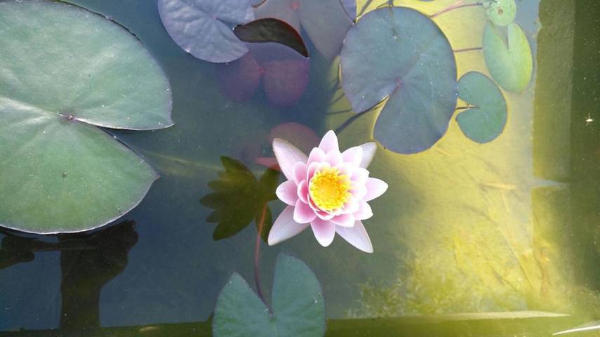 Villa pour 4 personnes, avec vue ainsi que piscine et jardin à Lecce - 3