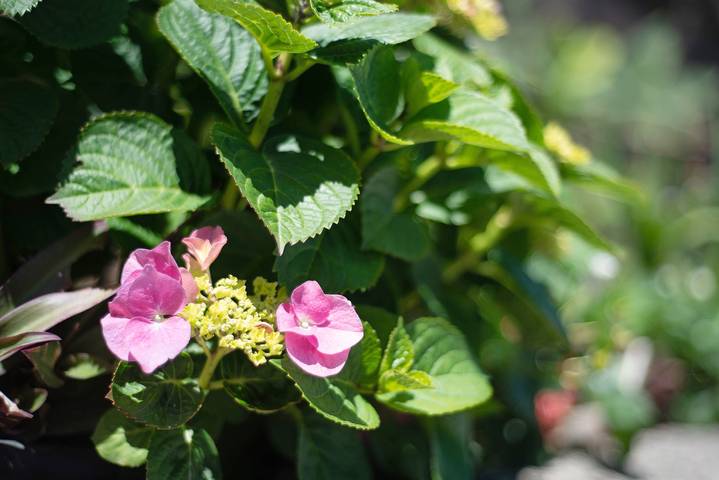 Ferienhaus für 4 Personen auf Teneriffa - 4