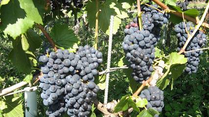 Ferienhaus für 2 Personen, mit Terrasse, kinderfreundlich in Kaiserstuhl