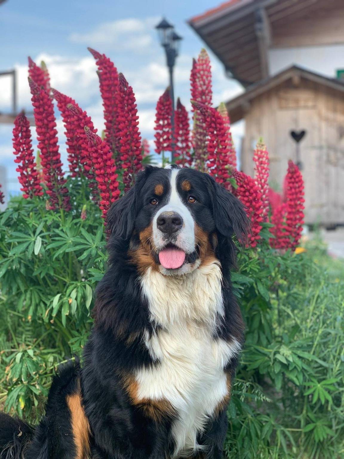 Woidzeit by Sigl - Ferienwohnung Lieblingsplatzerl in Kollnburg, Ostbayern