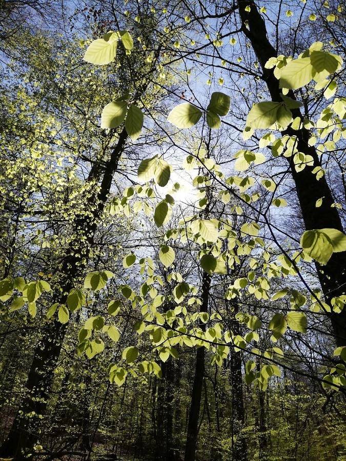 Ferienwohnung für 5 Personen, mit Garten im Hainich - 3