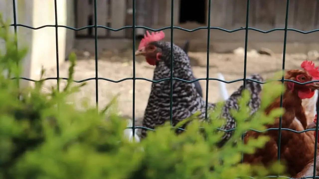 Ferienhaus für 4 Personen (45 m²) in Gifen, Rodeneck
