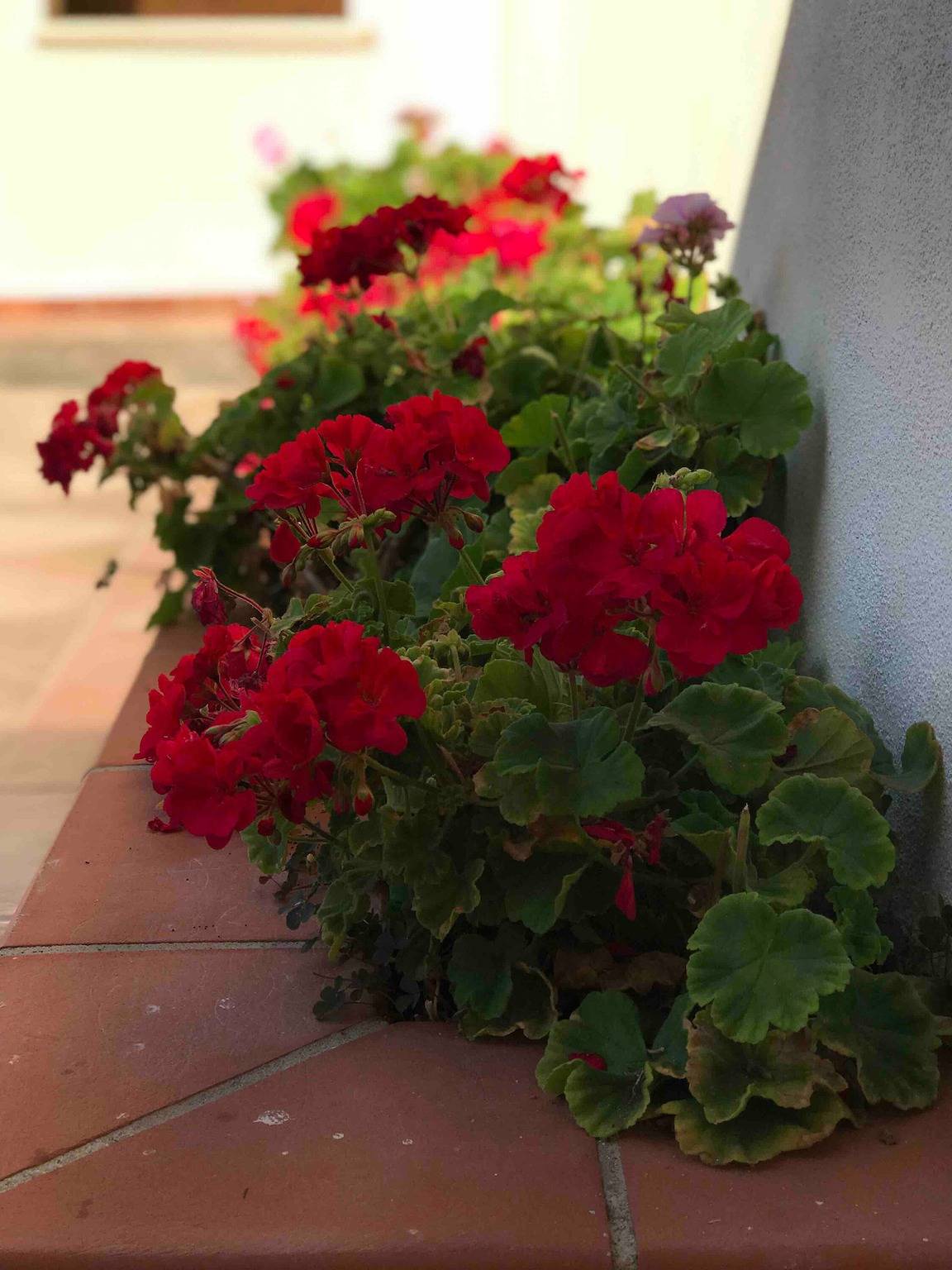 Ganze Wohnung, Villa Nuragica – Classic Apartment in Nuraxi Figus, Gonnesa