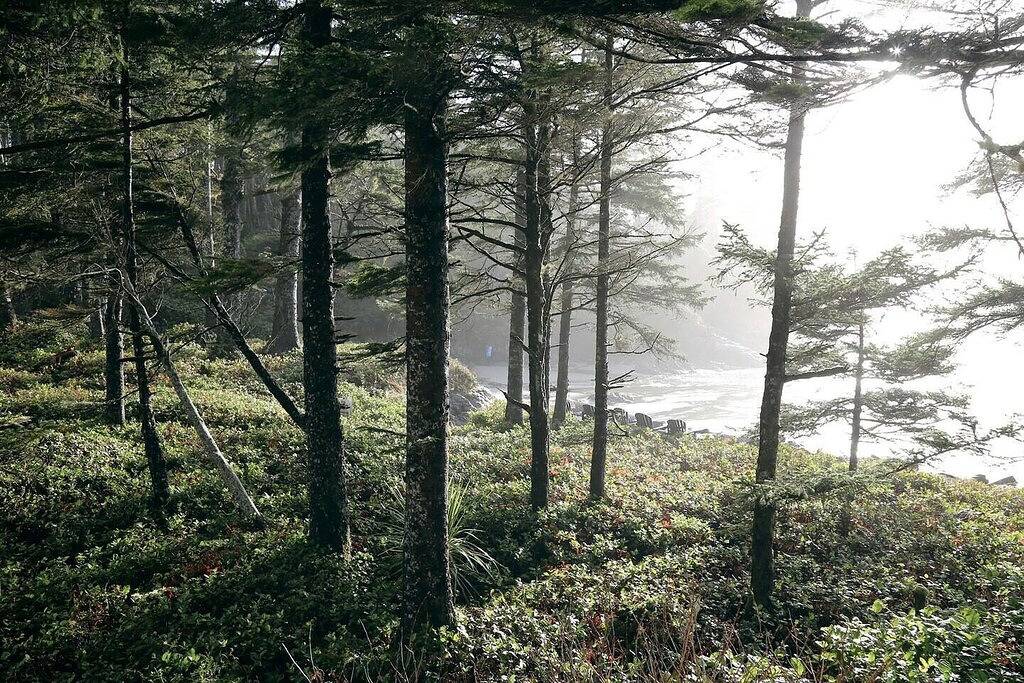 Oceans Edge-Chesterman, Storm watching, sauna, Hot Tub, Pet in Tofino, Alberni-Clayoquot Regional District