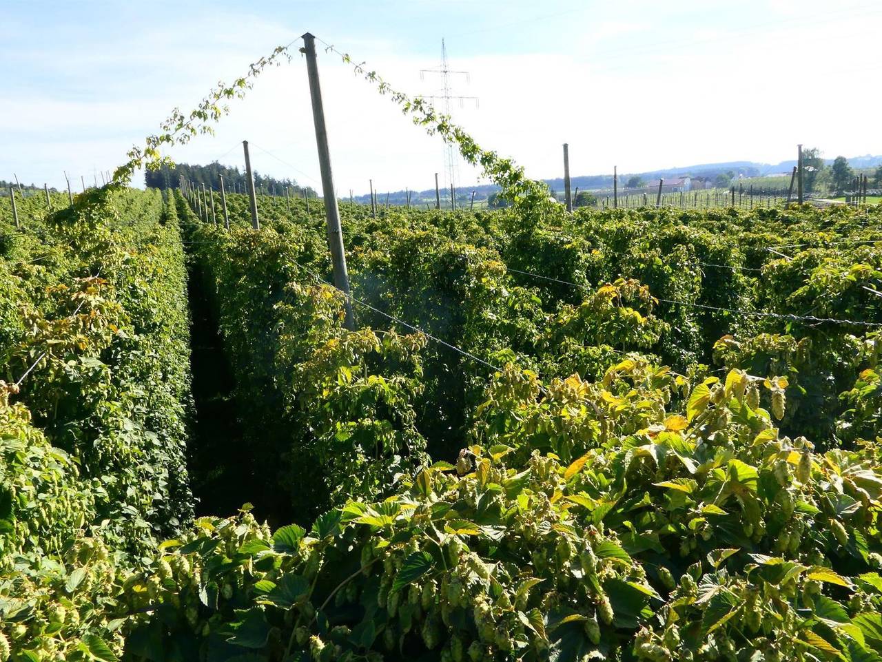 Ganze Ferienwohnung, Ferienhof Hopfgärtle Müller - Ferienwohnung Apfelrot in Bodnegg, Region Bodensee-Oberschwaben