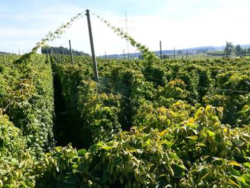 Ferienwohnung für 6 Personen in Bodnegg, Württembergisches Allgäu, Bild 4
