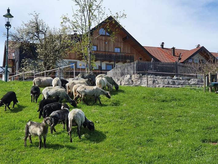 Ferienwohnung für 6 Personen, mit Pool und Ausblick sowie Sauna und Garten in Faistenau - 3