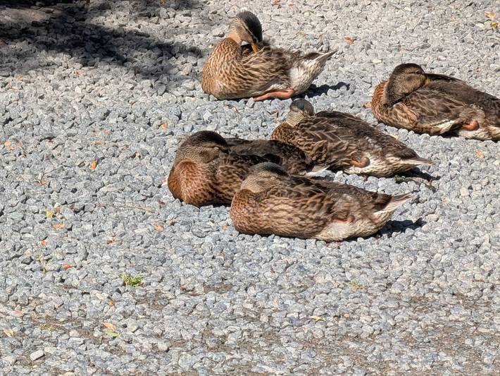 Ferienhaus für 12 Personen, mit Whirlpool und Terrasse sowie Sauna, kinderfreundlich in Lyngsbæk Strand - 4