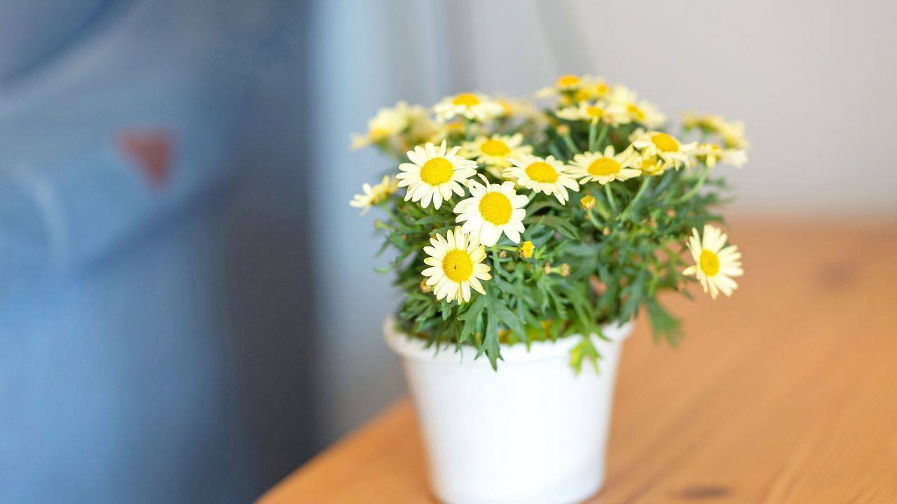 Ganze Ferienwohnung, Ferienwohnung für 4 Personen (55 m²) in Schmallenberg in Schmallenberg, Hochsauerlandkreis