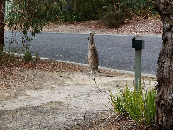 Holiday rental for 6 people, with garden in Anglesea