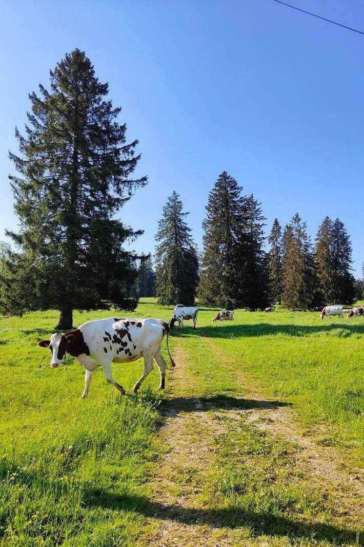 Location de vacances pour 4 personnes, avec terrasse, animaux acceptés dans Canton du Jura - 3