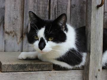Ferienwohnung für 5 Personen in Bezau, Bregenzerwald, Bild 4