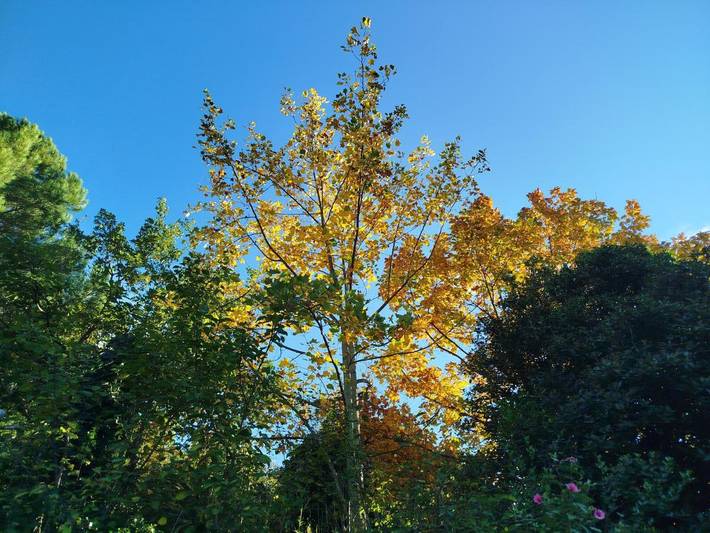 Chambre d’hôte pour 6 personnes, avec jardin et vue, animaux acceptés dans les Pyrénées-Orientales - 2