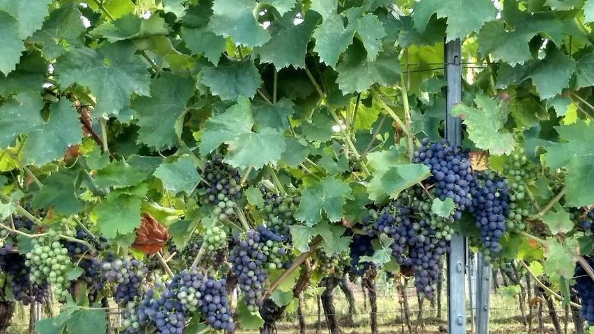 Ferienwohnung für 2 Personen, mit Balkon im Pfälzer Wald - 3
