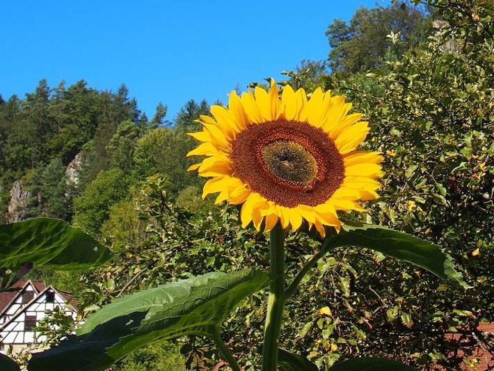 Ferienhaus für 6 Personen, mit Garten - 1
