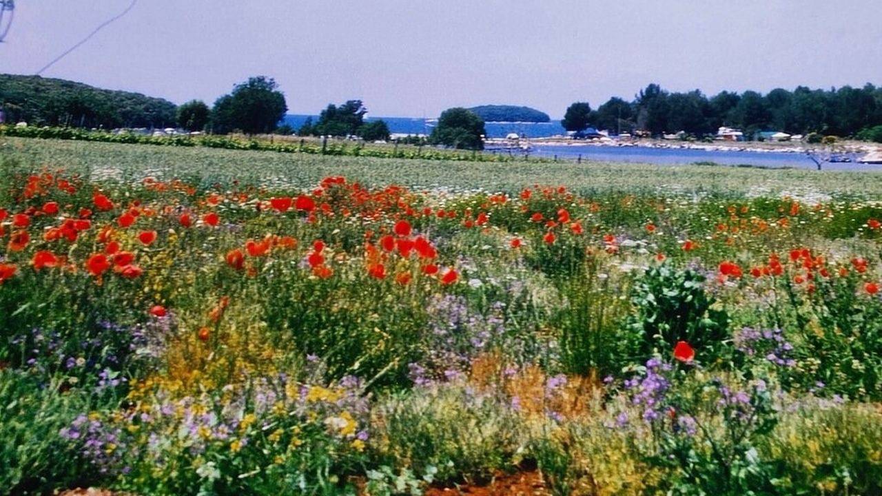 Geheel vakantieappartement, Vakantieappartement voor 2 personen met tuin in Vrsar, Općina Vrsar