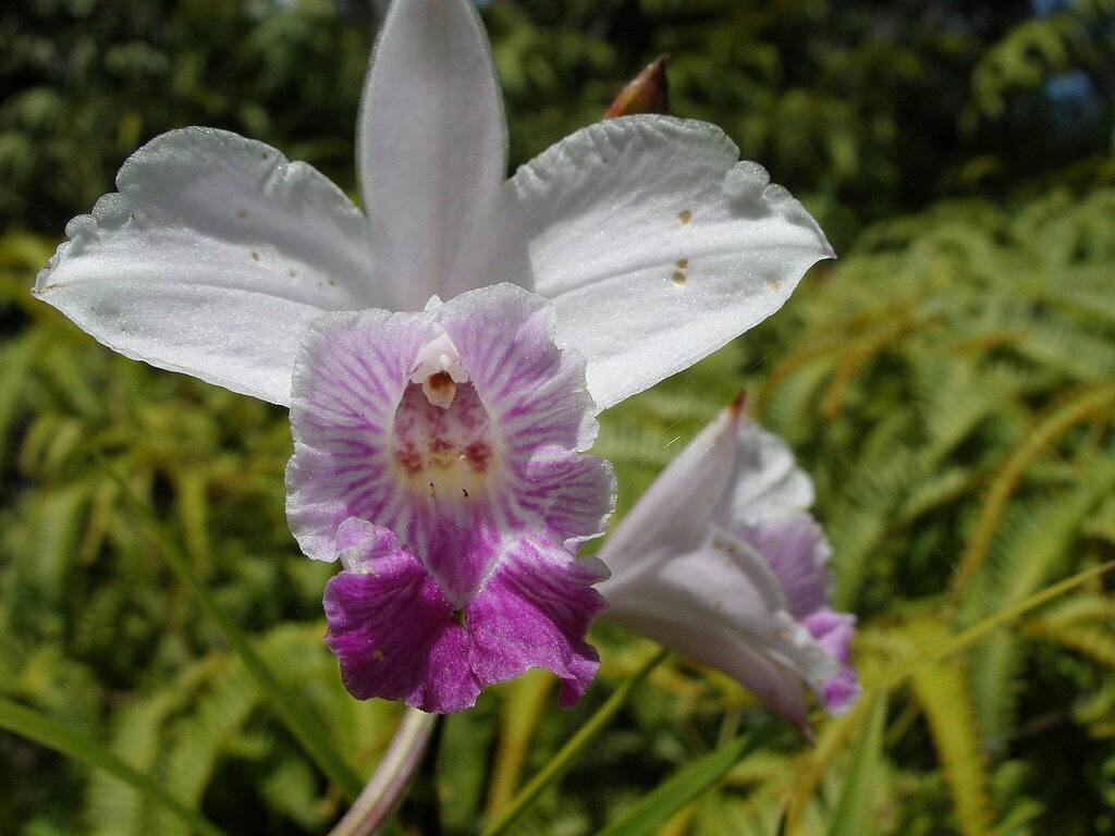 Ganze Wohnung, Schöne und gemütliche Wohnung auf dem städtischen Golfplatz in Hilo in Hilo, South Hilo