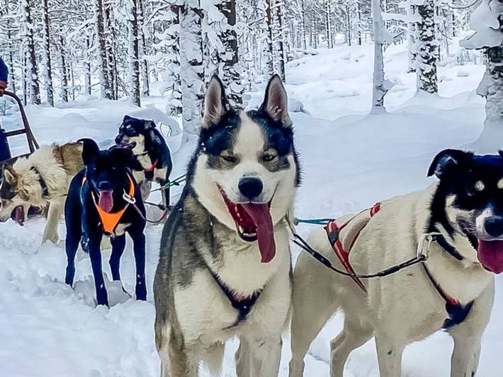 Lystikämän elämys in Rovaniemi, Laponie