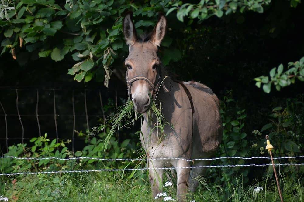 Gîte pour 7 Personnes dans Saint-Pierre-de-Trivisy, Parc naturel régional du Haut-Languedoc