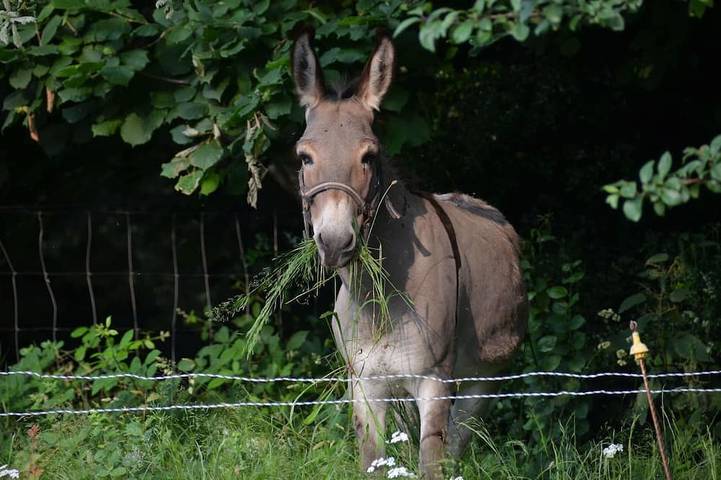 Gîte pour 7 personnes, avec piscine et jardin, animaux acceptés à Saint-Pierre-de-Trivisy