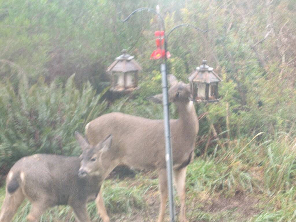 Nur wenige Schritte vom Strand & Haustiere erlaubt. Gutscheine Available Now, rufen Sie einfach an in Ocean Shores, Grays Harbor County