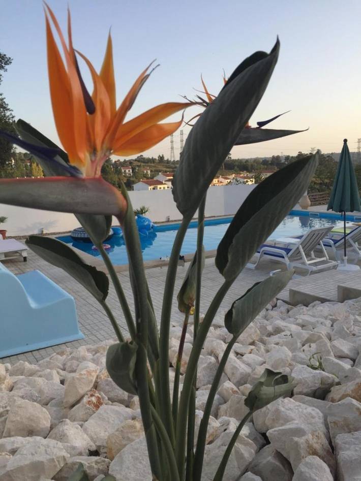 Location de vacances pour 3 personnes, avec jardin ainsi que vue et piscine à Santarém - 4