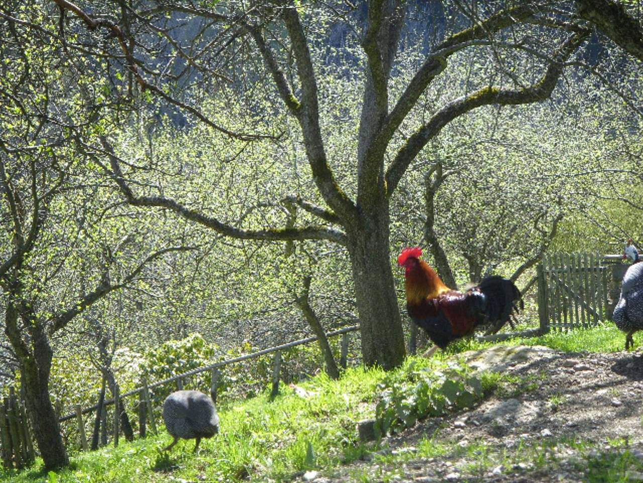 Kronaushof - Jagahaus in Sankt Corona am Wechsel, Wiener Alpen