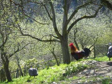 Ferienhaus für 8 Personen in Niederösterreich - Süd, Thermenregion, Bild 3