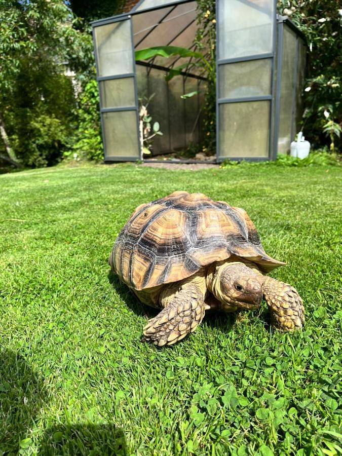 Gîte pour 2 personnes, avec jardin ainsi que vue et terrasse à Le Breuil-en-Auge - 4