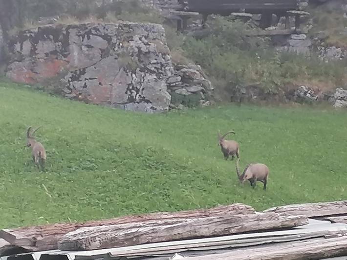 Camping pour 10 personnes, avec vue en Suisse - 4