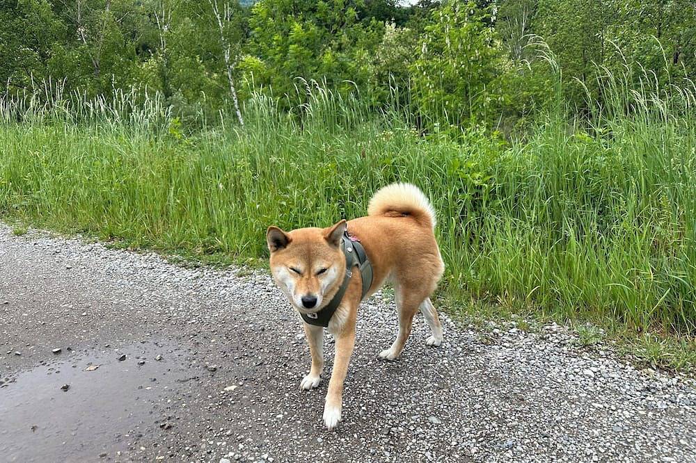 Apartamento entero, Soothing 3-bedroom apartment with Wifi in charming Voiron in Voiron, Isère