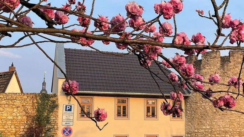 Ferienwohnung für 3 Personen, mit Terrasse in Eltville am Rhein
