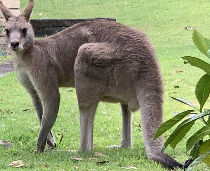 Holiday apartment for 6 people, with garden in North Stradbroke Island