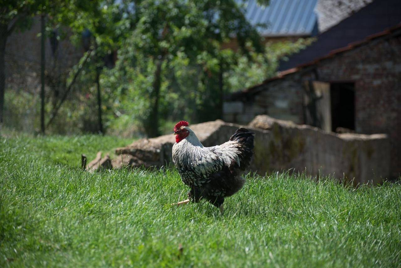 Chambres d'hôtes L'Hirondelle in Girondelle, Parc naturel régional des Ardennes
