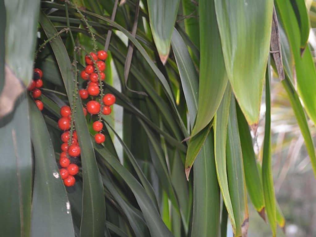 Eatons Hill mit Wifi in Brisbane, Queensland