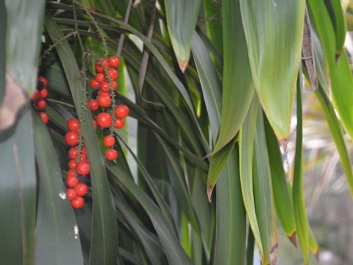 Holiday home for 16 people, with balcony and garden, with pets in Brisbane