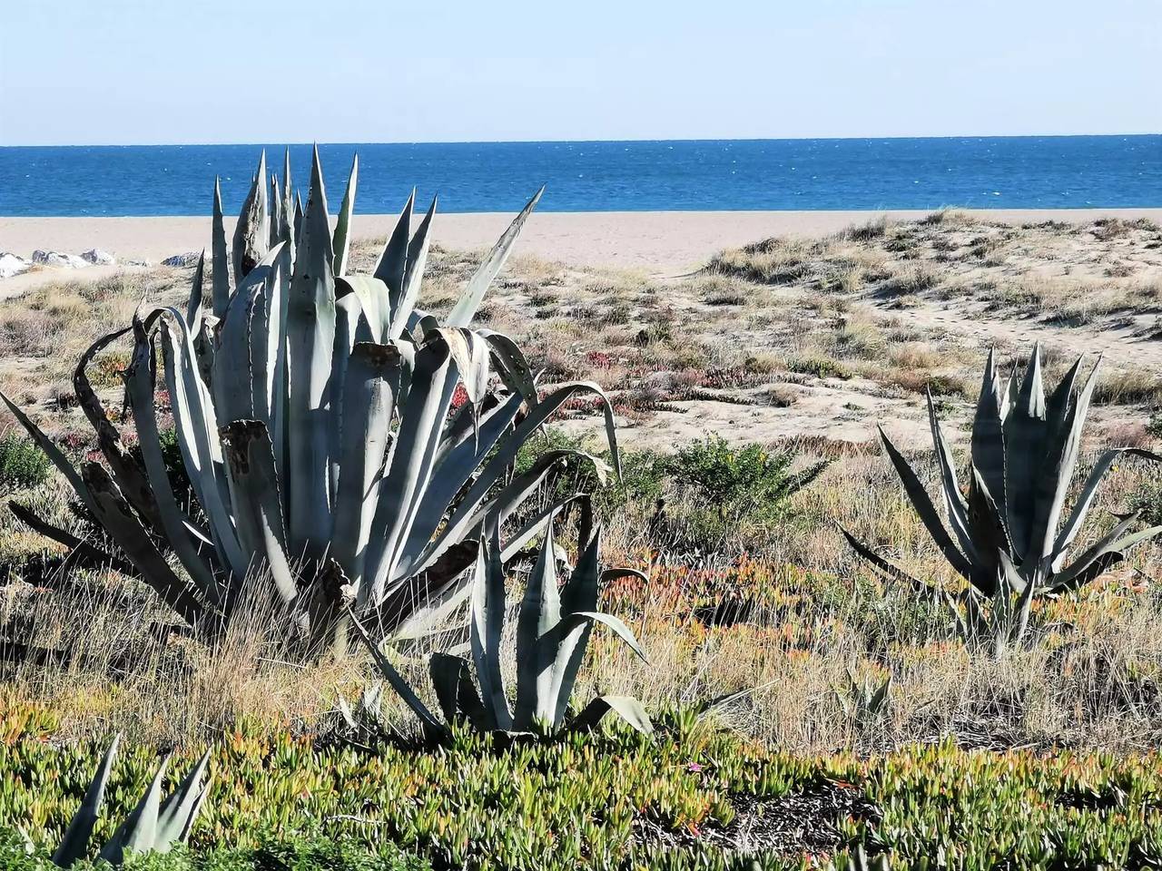 Studio entier, Confortable studio pour trois personnes face à la mer à Port Leucate. Réf: 1Mm2_135 in Port Leucate, Leucate