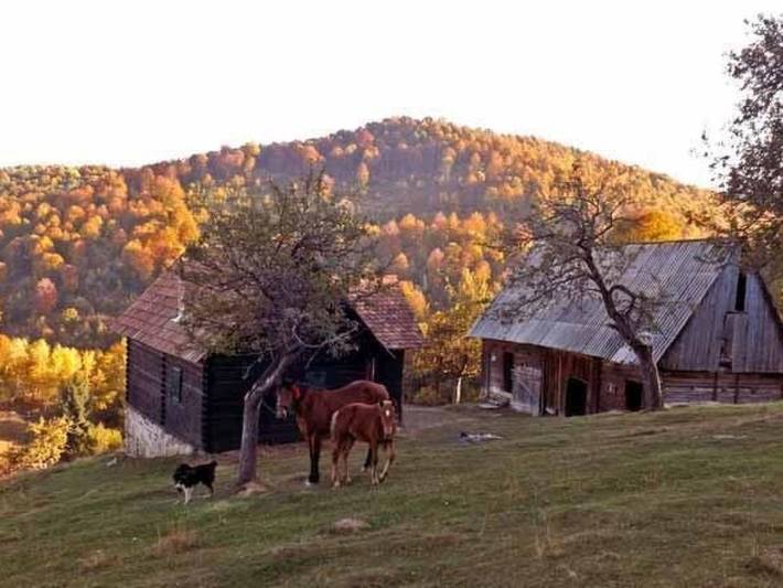Location de vacances pour 4 personnes, animaux acceptés en Roumanie - 4