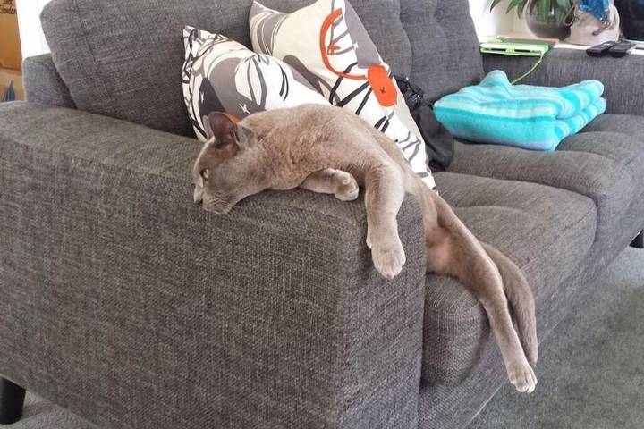 Location de vacances pour 2 personnes, avec jardin et balcon à Auckland - 2