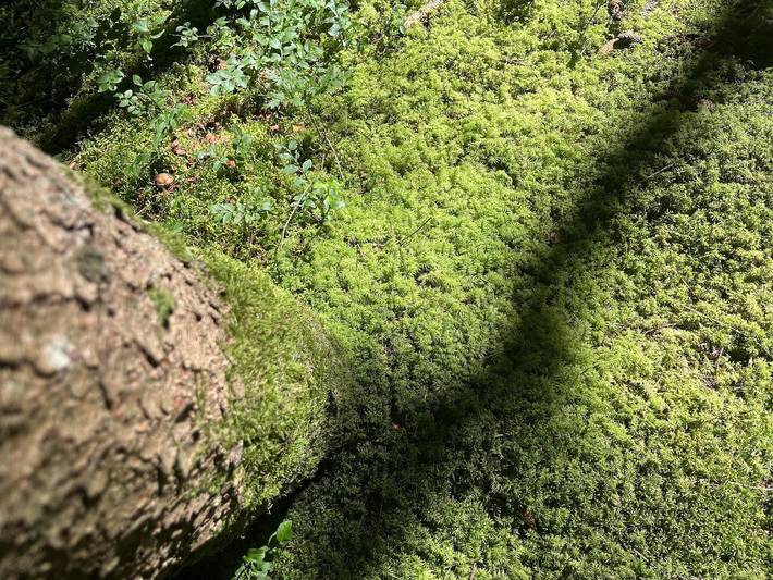Ferienwohnung für 4 Personen, mit Garten und Terrasse in Oy-Mittelberg - 4