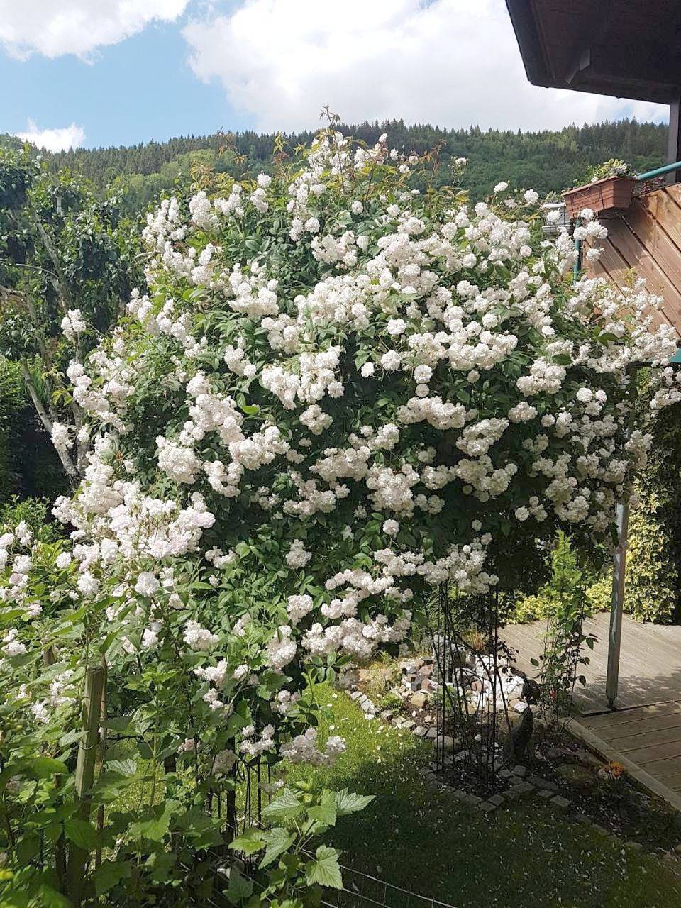 Ganze Wohnung, Schwarzwaldhaus in Elzach, Mittlerer Schwarzwald