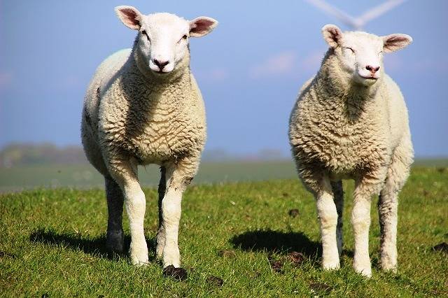 Ganze Ferienwohnung, Ferienwohnung Deichblick - Ferienwohnung Deichblick, 60qm, 1 Schlafzimmer, max. 2 Personen in Pellworm, Nordfriesland