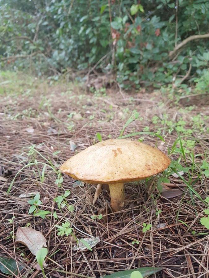 Chambre d’hôte pour 2 personnes, avec vue et jardin, animaux acceptés à Lecce - 4