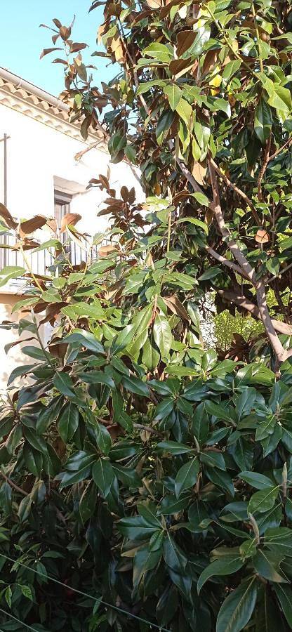 Gîte pour 2 personnes, avec Terrasse à Canet (Hérault) - 2