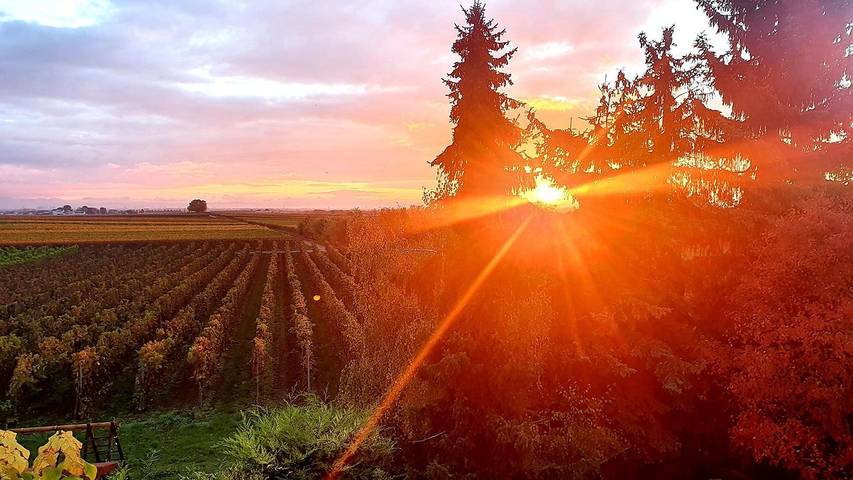 Ferienwohnung für 4 Personen, mit Sauna und Garten in Deutsche Weinstraße - 3
