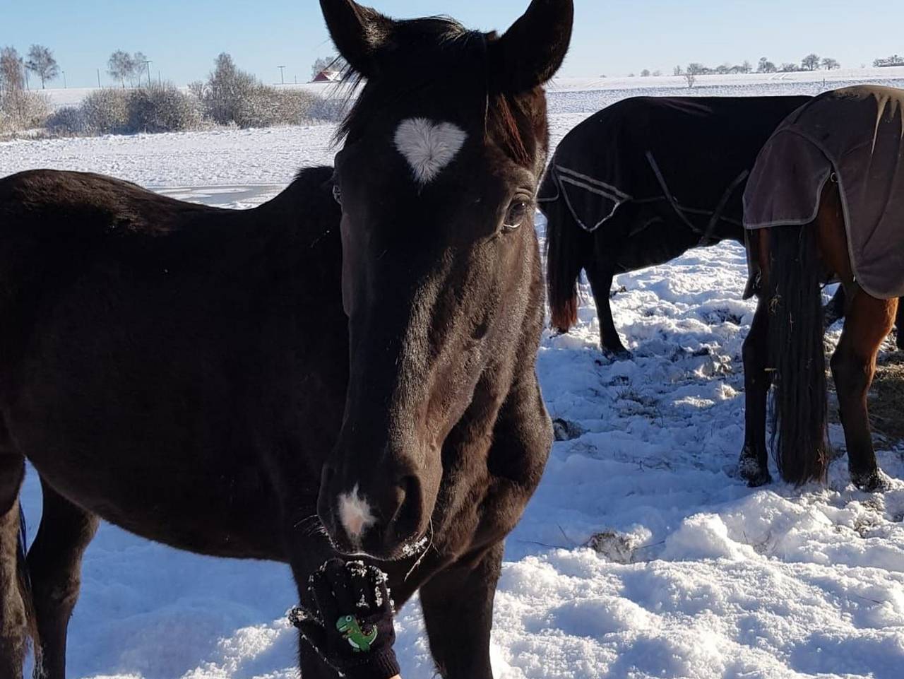Ganze Ferienwohnung, Ferien am Schloss Duckwitz - Wohnung 2 - Die Maus in Behren-Lübchin, Mecklenburgische Ostseeküste
